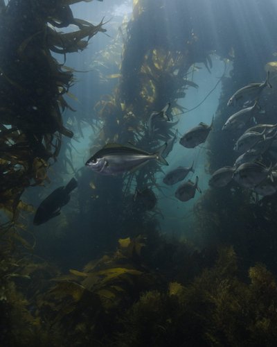 Score Complimentary Tickets to Sarah & Sebastian’s Ocean Film Festival