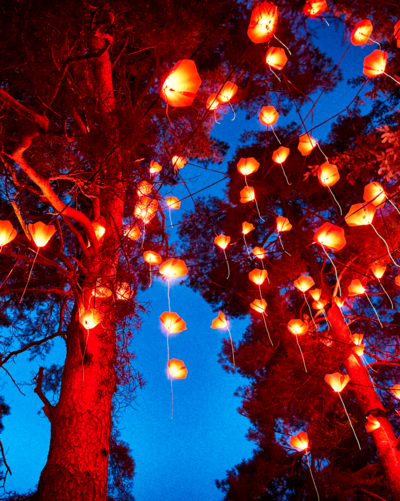 Experience This Illuminated Wonderland Before Anyone Else With Preview Tickets
