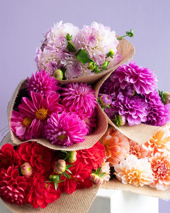 <p>
	Save 10% on Flowers and Gifts from Daily Blooms
</p>
