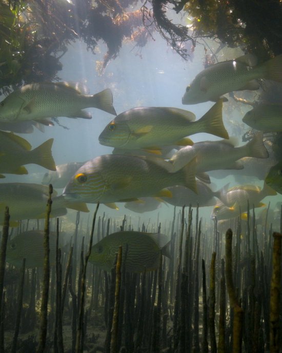 <p>
	Attend a Private Film Screening Presented by Sydney Jewellery Label Sarah &amp; Sebastian
</p>
